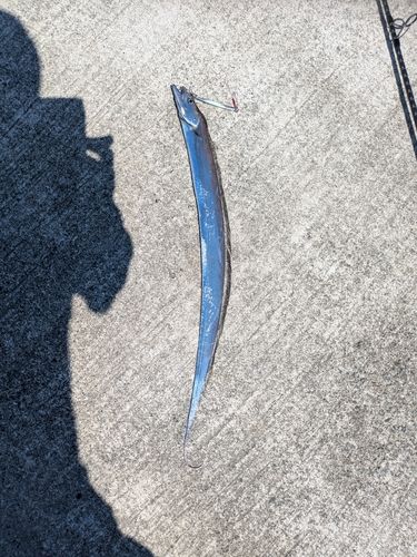 タチウオの釣果