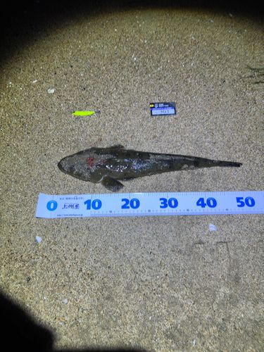 マゴチの釣果