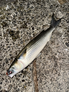 ボラの釣果