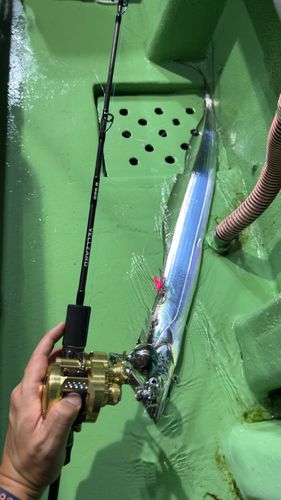 タチウオの釣果