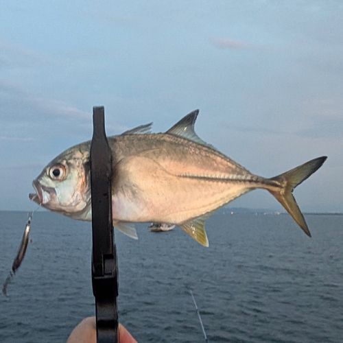 メッキの釣果