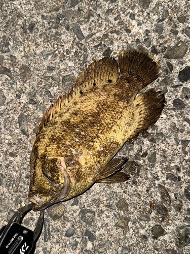 マツダイの釣果
