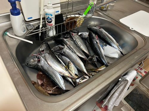 ソウダガツオの釣果