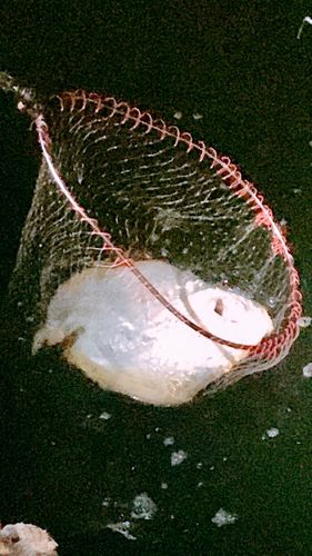 アカエイの釣果