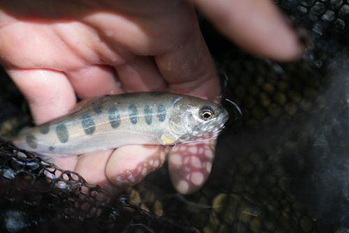 ヤマメの釣果