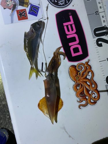 ケンサキイカの釣果