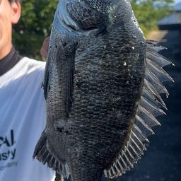 クロダイ