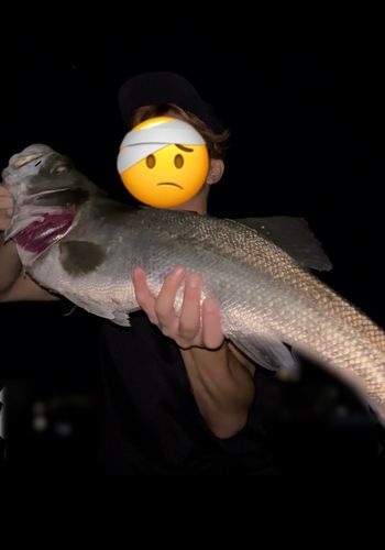 スズキの釣果