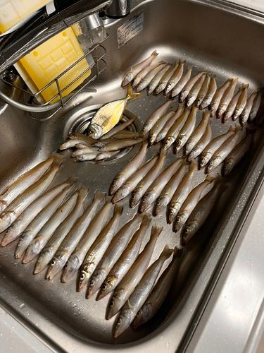 シロギスの釣果