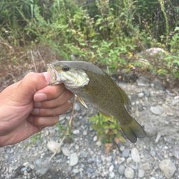 スモールマウスバス