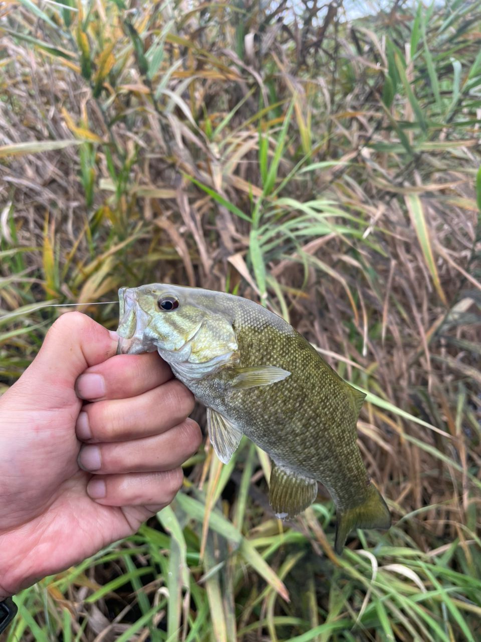 スモールマウスバス