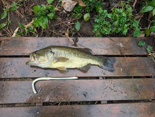 ブラックバスの釣果