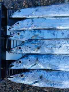 タチウオの釣果