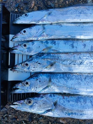 タチウオの釣果