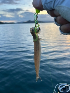エソの釣果