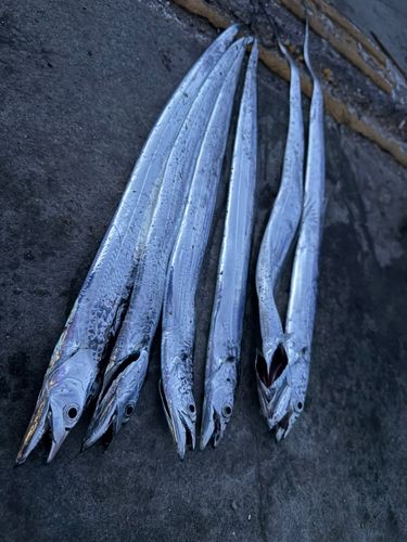 タチウオの釣果