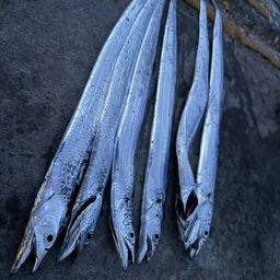 タチウオ