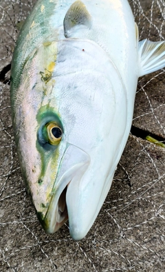 ワラサの釣果