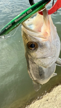 マルスズキの釣果