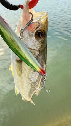 マルスズキの釣果