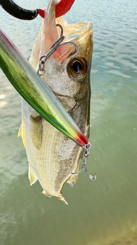 マルスズキの釣果