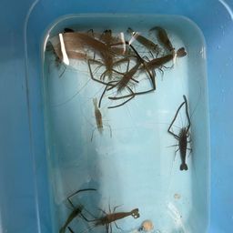 テナガエビ