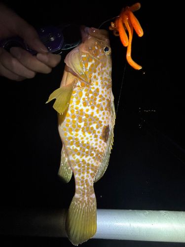 キジハタの釣果