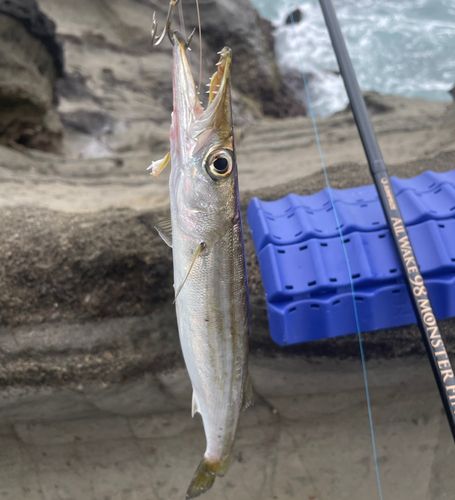 カマスの釣果