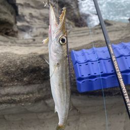 カマス