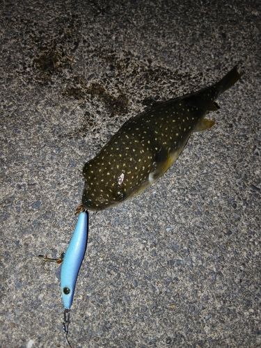 フグの釣果