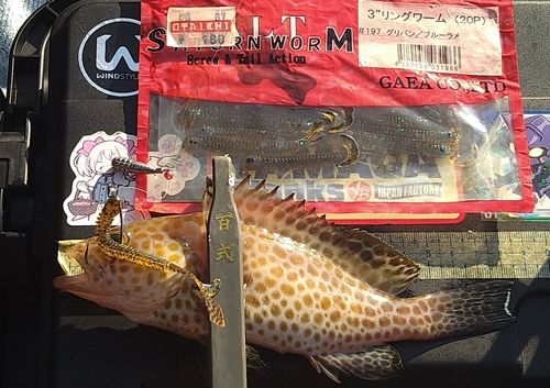 オオモンハタの釣果