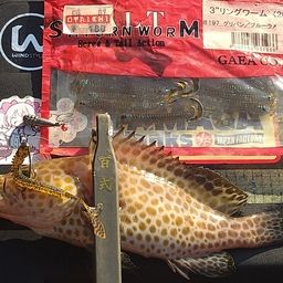 オオモンハタ
