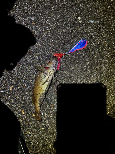 ガヤの釣果