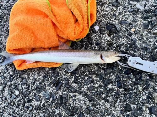 エソの釣果
