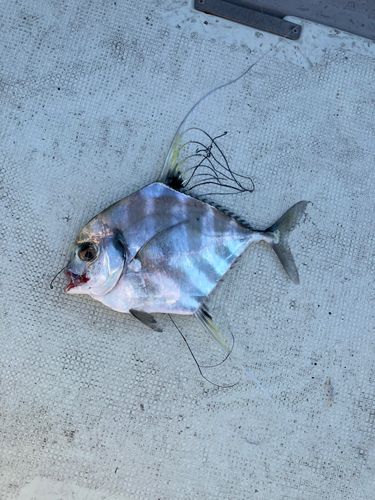 イトヒキアジの釣果