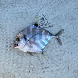 イトヒキアジ