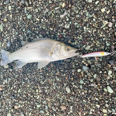 セイゴ（ヒラスズキ）の釣果