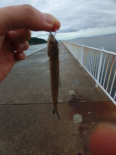 エソの釣果