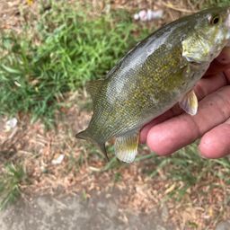 スモールマウスバス