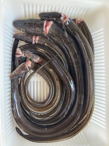 アナゴの釣果