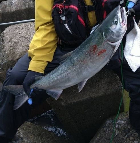アキアジの釣果