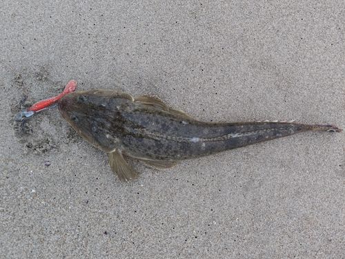 マゴチの釣果