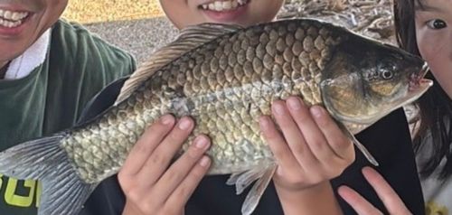 フナの釣果