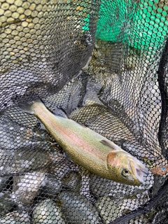 ニジマスの釣果