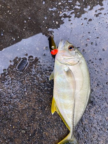 メッキの釣果
