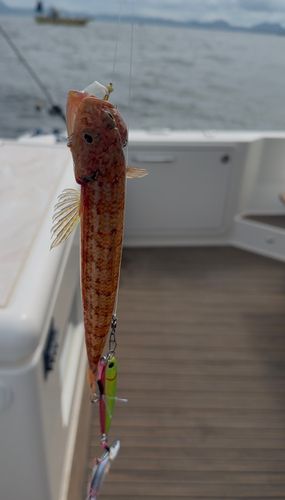エソの釣果