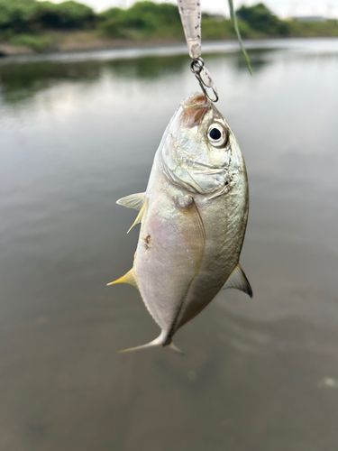 メッキの釣果
