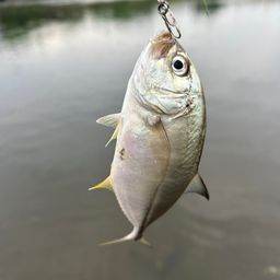 メッキ