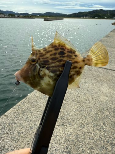 カワハギの釣果