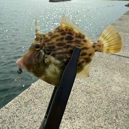 カワハギ